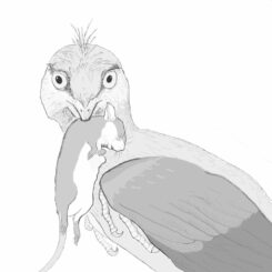 Illustration des kleinen Dinosauriers Microraptor. (Credits: Image by Hans Larsson)