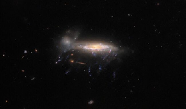 Hubble-Aufnahme der Quallen-Galaxie JO204. (Credits: ESA / Hubble & NASA, M. Gullieuszik and the GASP team)