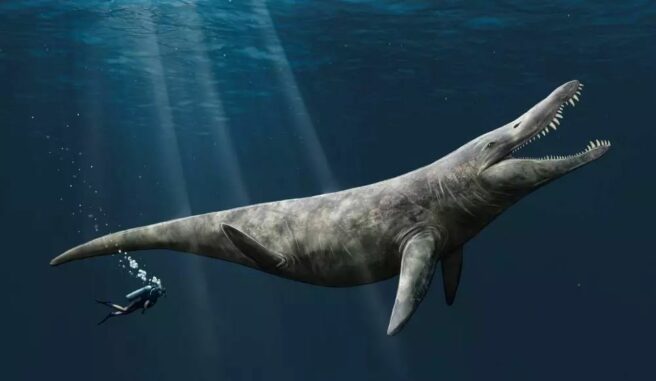 Künstlerische Darstellung des Pliosauriers im Vergleich zu einem Menschen. (Credits: Megan Jacobs, University of Portsmouth)