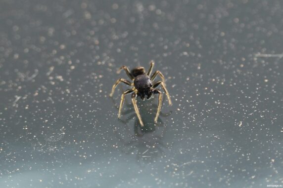 Spinne auf Nahrungssuche (Teil 2). (Credits: astropage.eu)