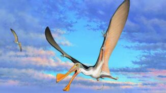 Illustration eines Pterosauriers. (Credits: Peter Trusler)