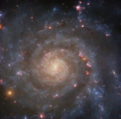 Hubble-Aufnahme der Spiralgalaxie IC 5332. (Credits: ESA / Hubble & NASA, R. Chandar, J. Lee and the PHANGS-HST team)