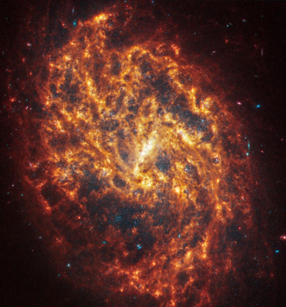 NGC 1087 liegt 80 Millionen Lichtjahre entfernt im Sternbild Cetus. (Credits: NASA, ESA, CSA, STScI, Janice Lee (STScI), Thomas Williams (Oxford), and the PHANGS team)