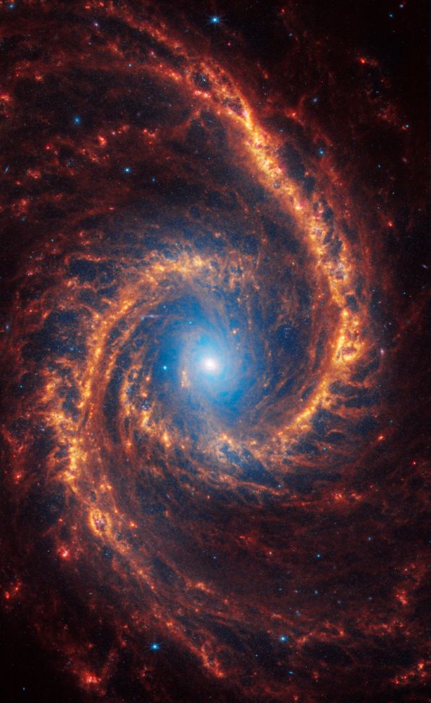 NGC 1566 liegt 60 Millionen Lichtjahre entfernt im Sternbild Dorado. (Credits: NASA, ESA, CSA, STScI, Janice Lee (STScI), Thomas Williams (Oxford), and the PHANGS team)