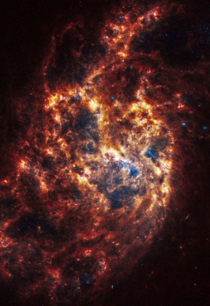 NGC 1385 liegt 30 Millionen Lichtjahre entfernt im Sternbild Fornax. (Credits: NASA, ESA, CSA, STScI, Janice Lee (STScI), Thomas Williams (Oxford), and the PHANGS team)